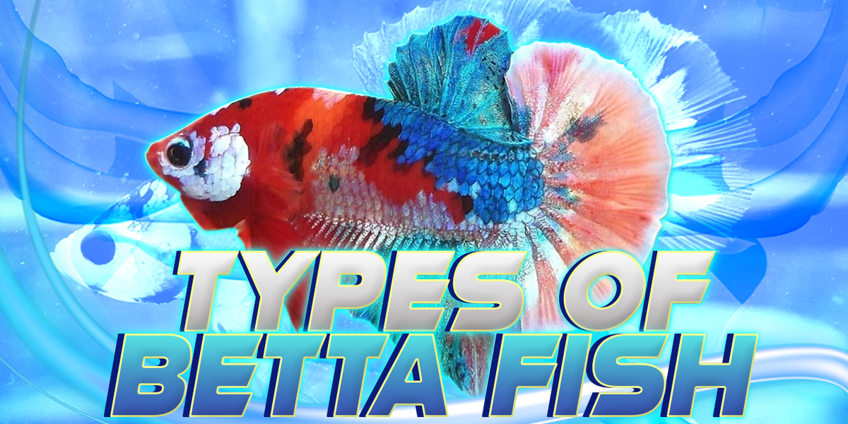 Types Of Betta Fish  Betta Fish Types — JV Betta