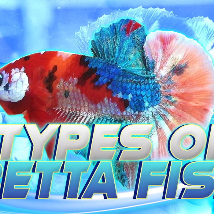 types of betta fish