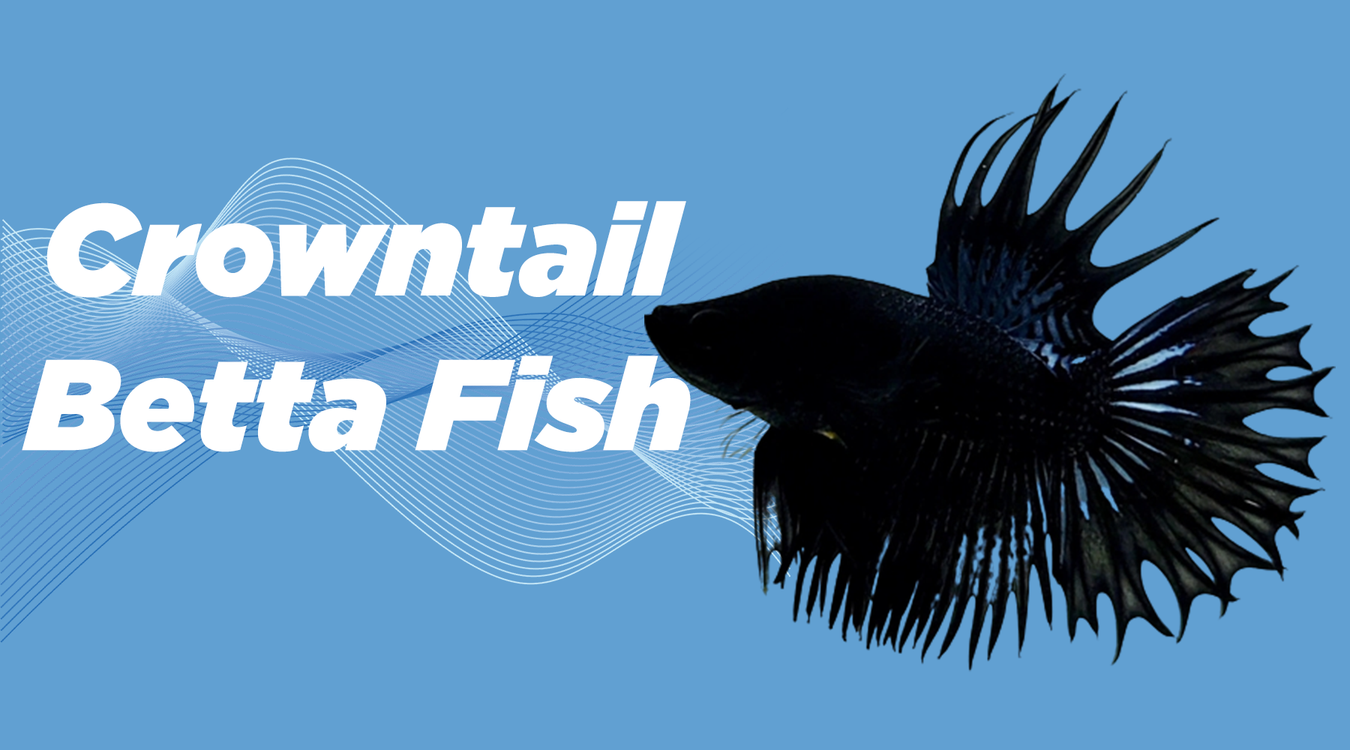 crowntail betta fish