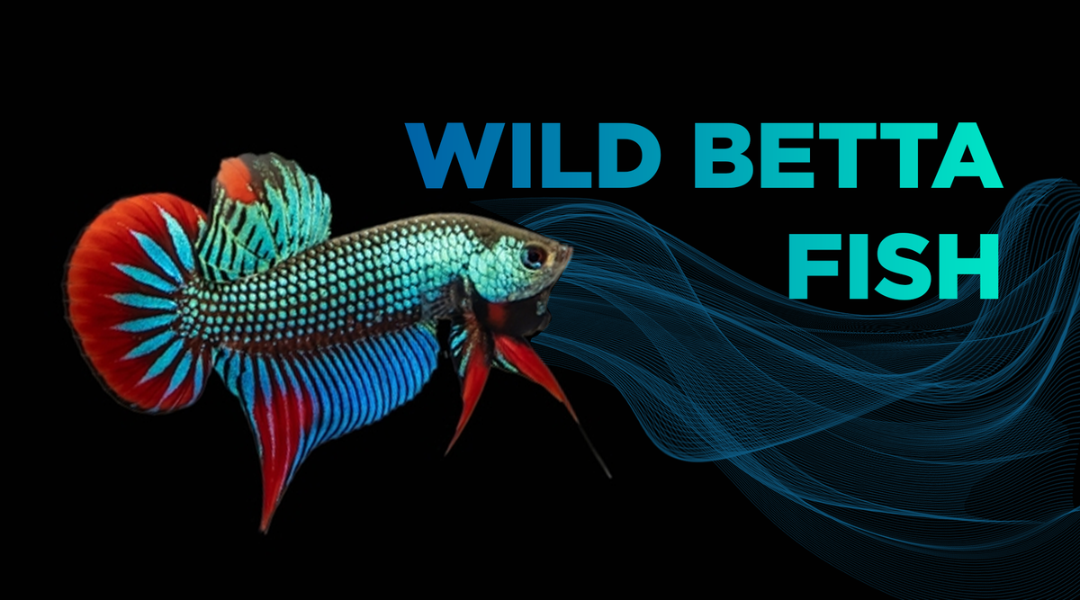 Wild betta sales fish for sale
