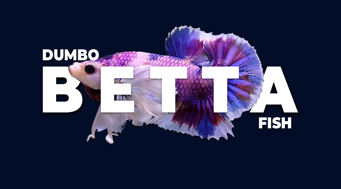 dumbo betta fish
