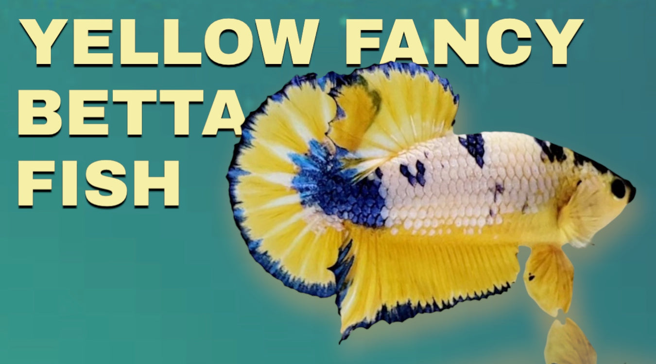 fancy yellow betta fish