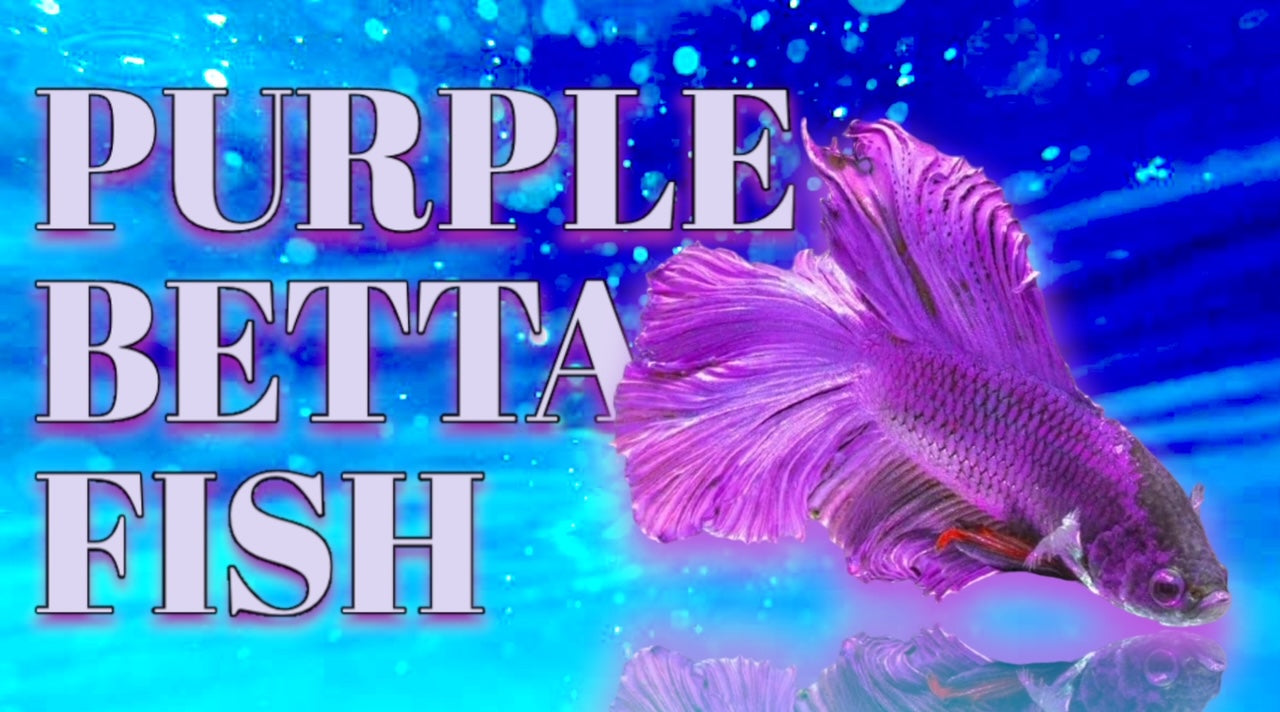 Purple Gold and Blue Betta Fighting Fish men T-Shirt women all