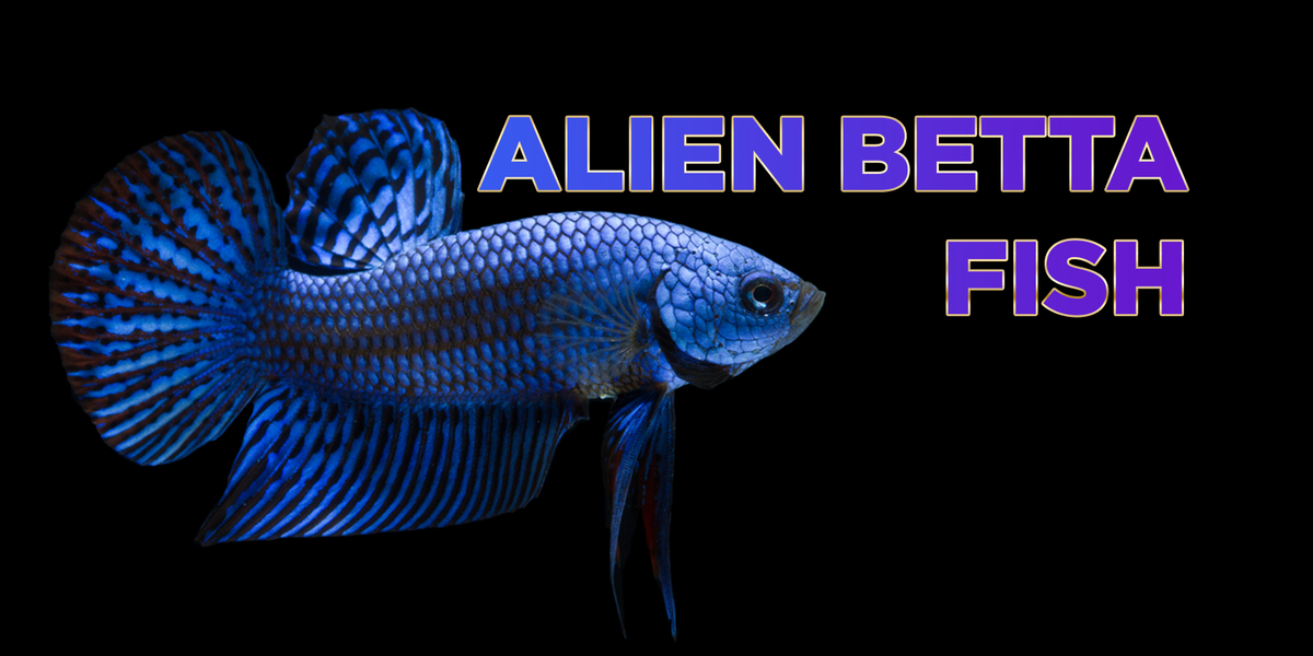 Alien betta fish deals