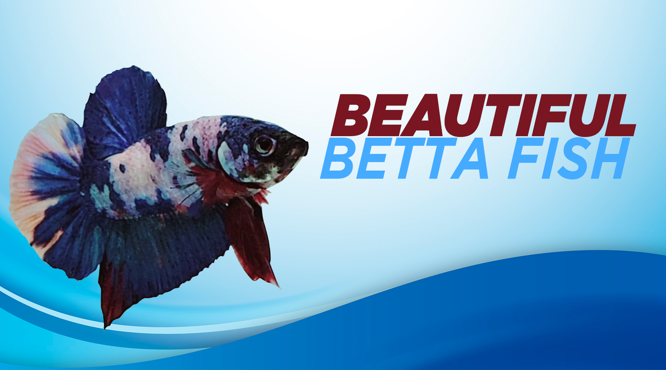 Beautiful Betta Fish