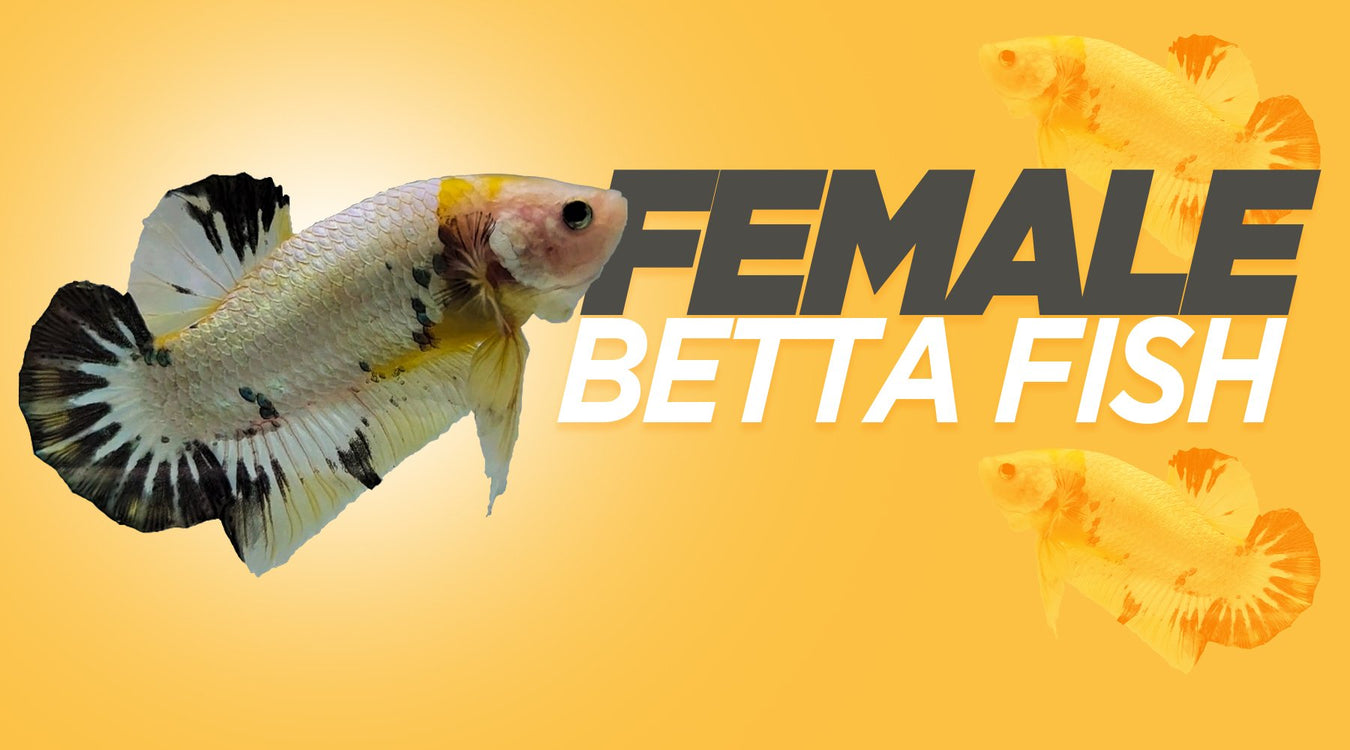 female-betta-fish