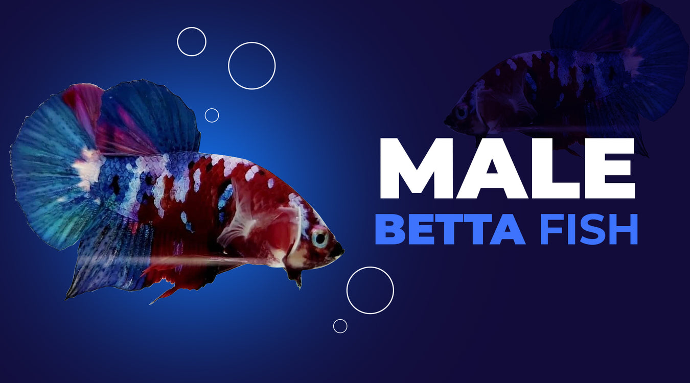 male betta fish fighting