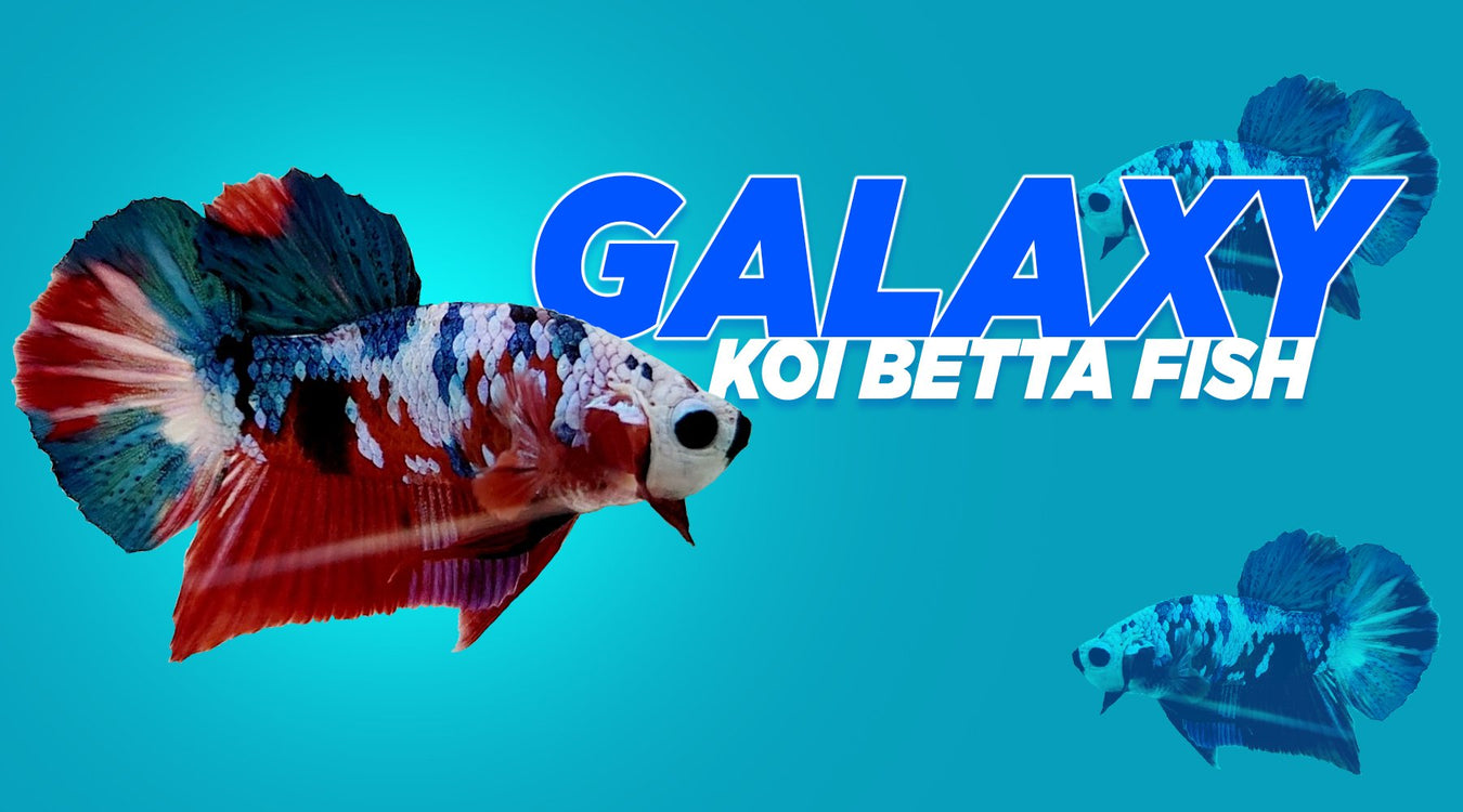 peregrination sekundær faktor Galaxy Koi Betta Fish — JV Betta