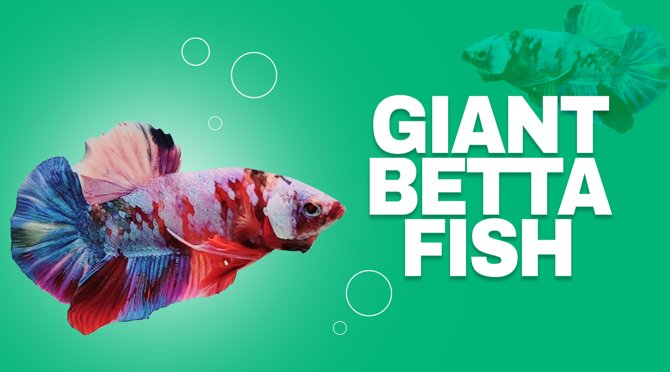 giant-betta-fish