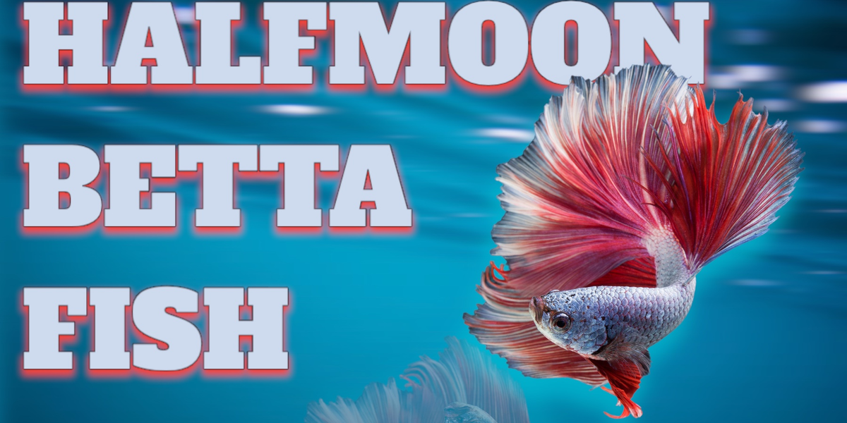 Half Moon Betta Fish for Sale