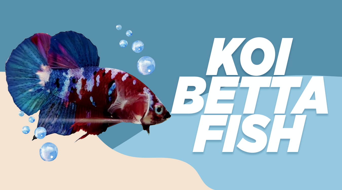 koi-betta-fish