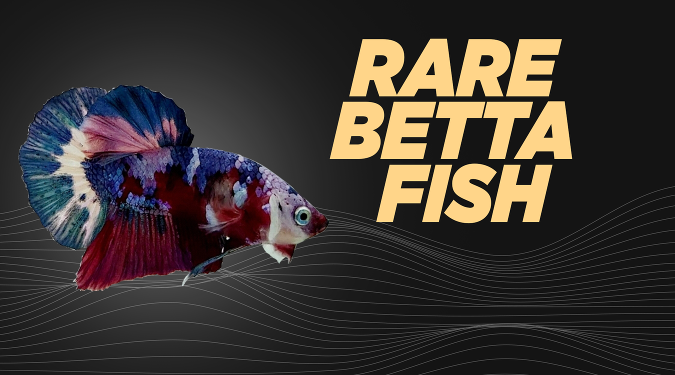 rare-betta-fish