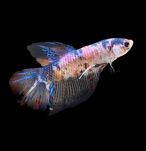 Giant Galaxy Koi Betta Fish Male GK-1723