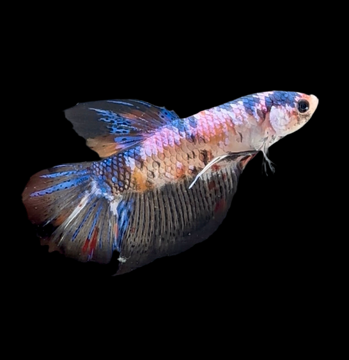 Giant Galaxy Koi Betta Fish Male GK-1723