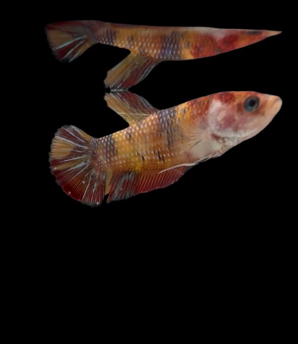 Galaxy Koi Betta Fish Female GK-1700