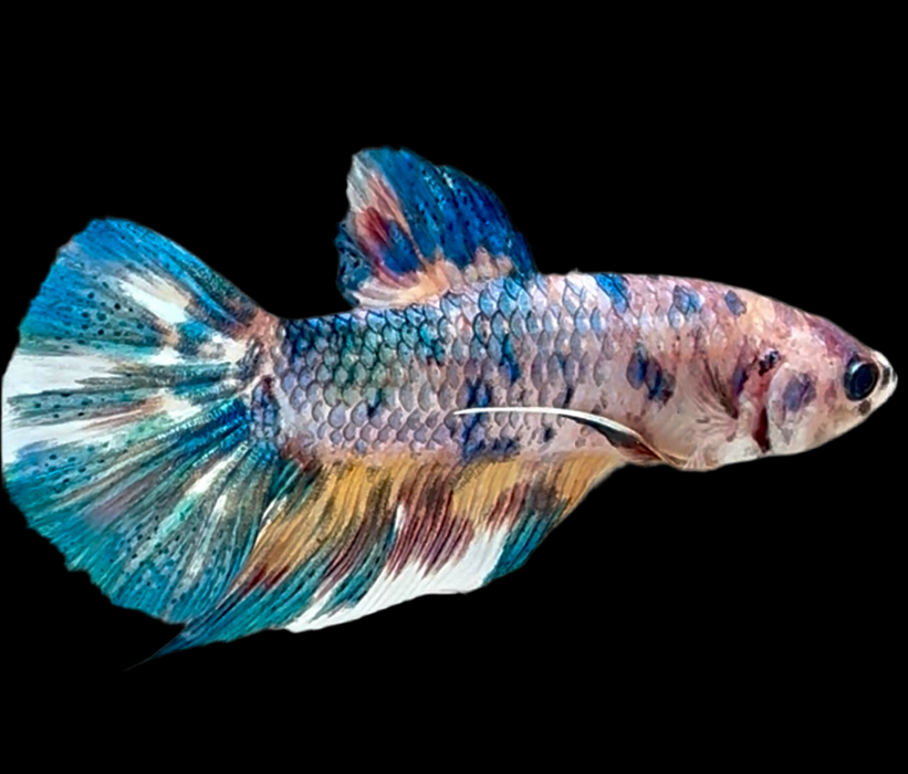 Giant Galaxy Koi Betta Fish Male GK-1742
