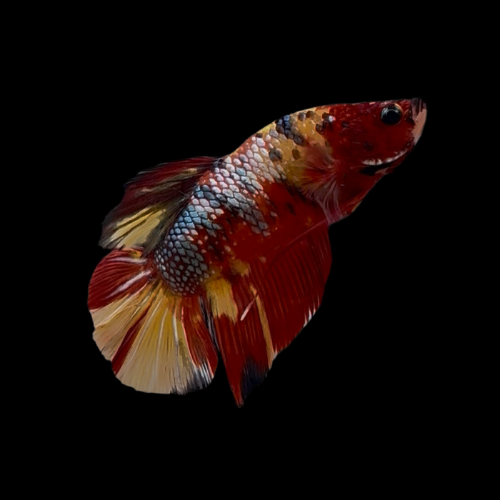 Giant Copper Koi Betta Fish Male GK-1704