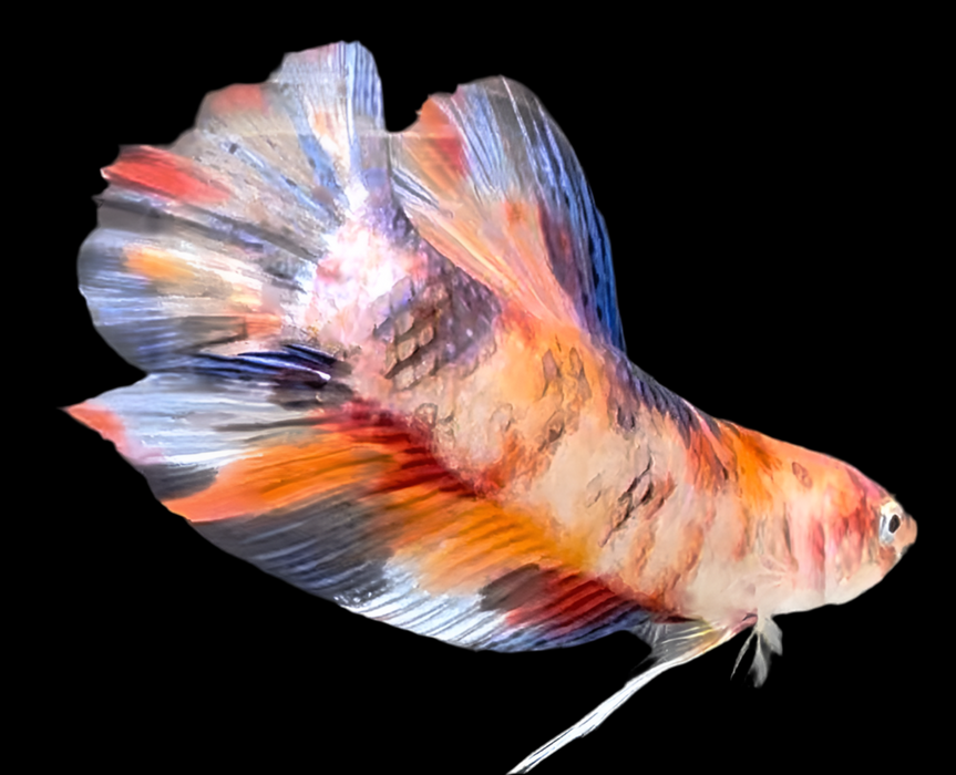 Giant Galaxy Koi Betta Fish Male GK-1716