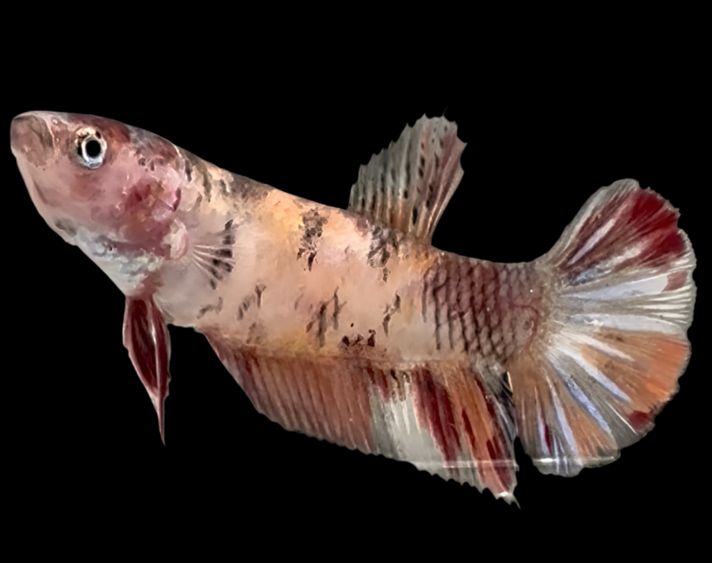 Giant Galaxy Koi Betta Fish Female GK-1737 — JV Betta