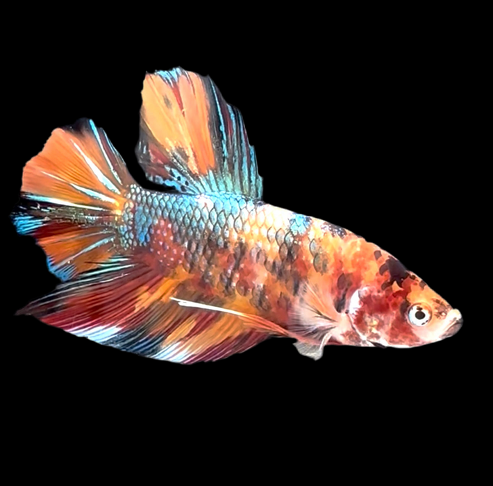 Geka Fish Giant Galaxy Koi Betta Fish Male GK-1721 — JV Betta