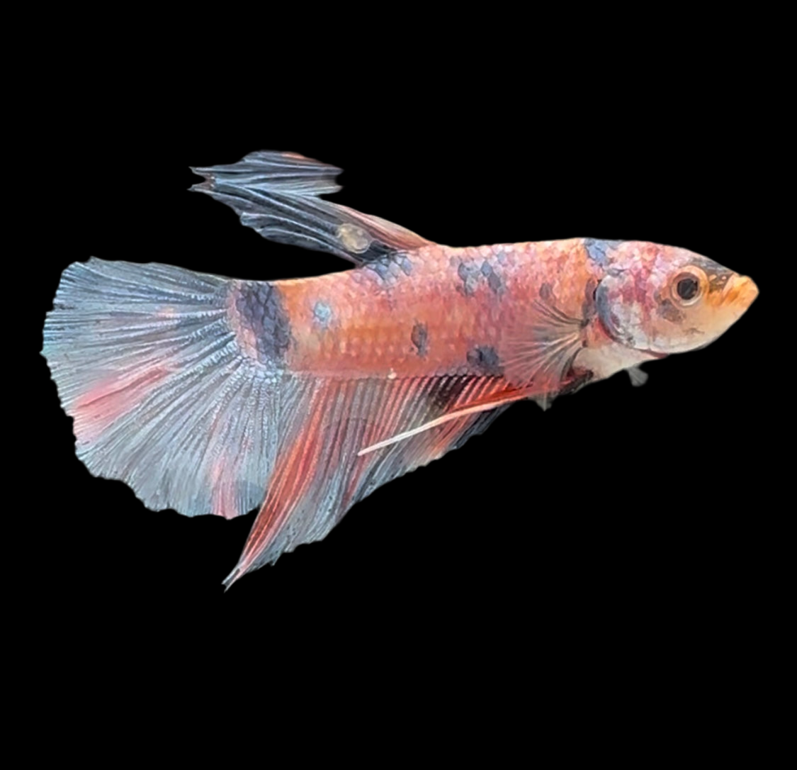 Giant Galaxy Koi Betta Fish Male GK-1715 — JV Betta