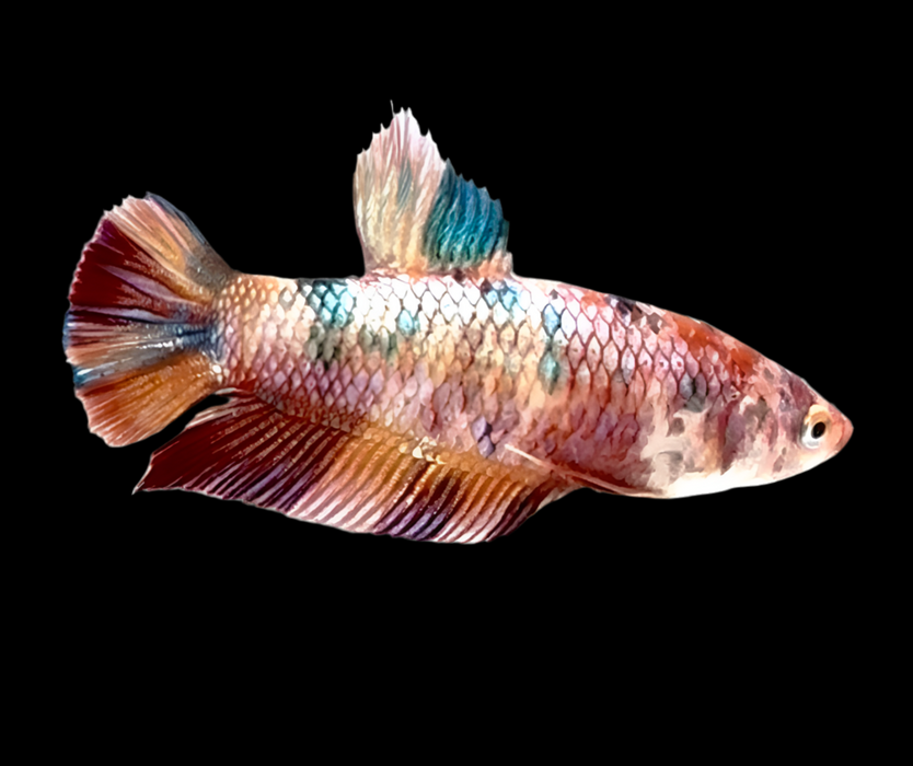 Giant Galaxy Koi Betta Fish Female GK-1735