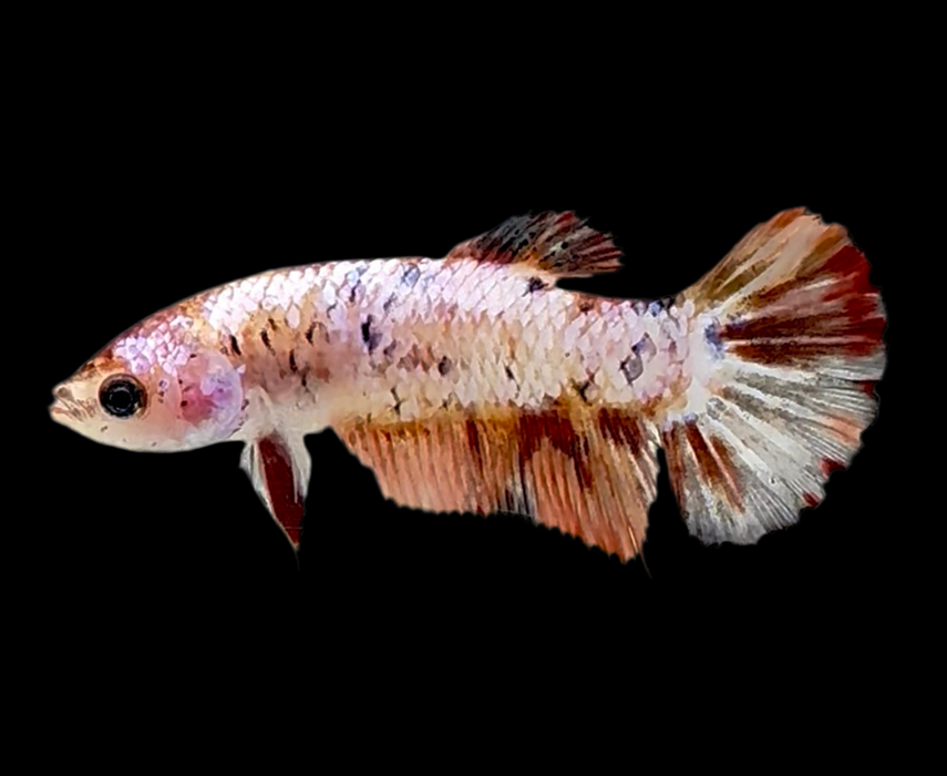 Geka Fish Giant Galaxy Koi Betta Fish Female GK-1744 — JV Betta