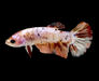 Giant Galaxy Koi Betta Fish Female GK-1744