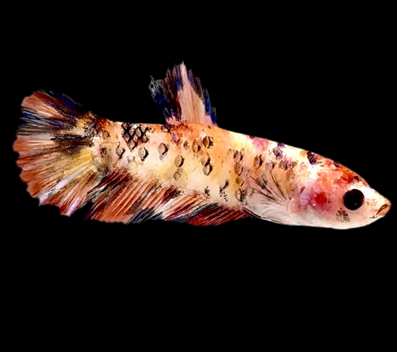 Giant Galaxy Koi Betta Fish Female GK-1743