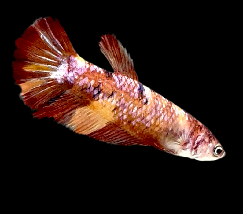 Galaxy Koi Betta Fish Male GK-1733