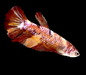 Galaxy Koi Betta Fish Male GK-1733