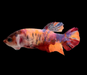 Giant Galaxy Koi Betta Fish Female GK-1701