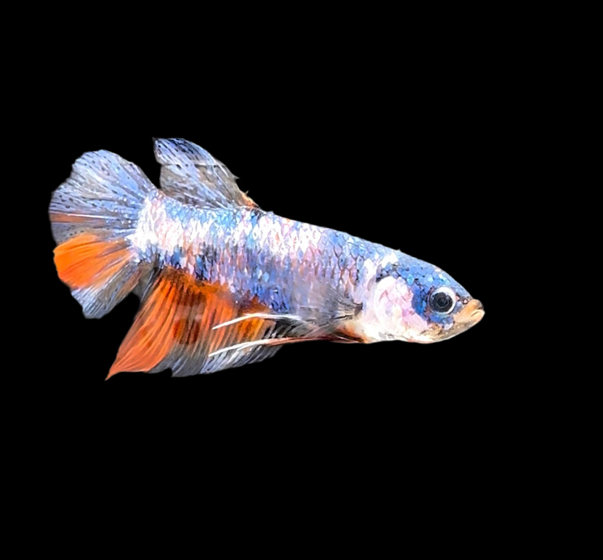 Giant Galaxy Koi Betta Fish Male GK-1709 — JV Betta
