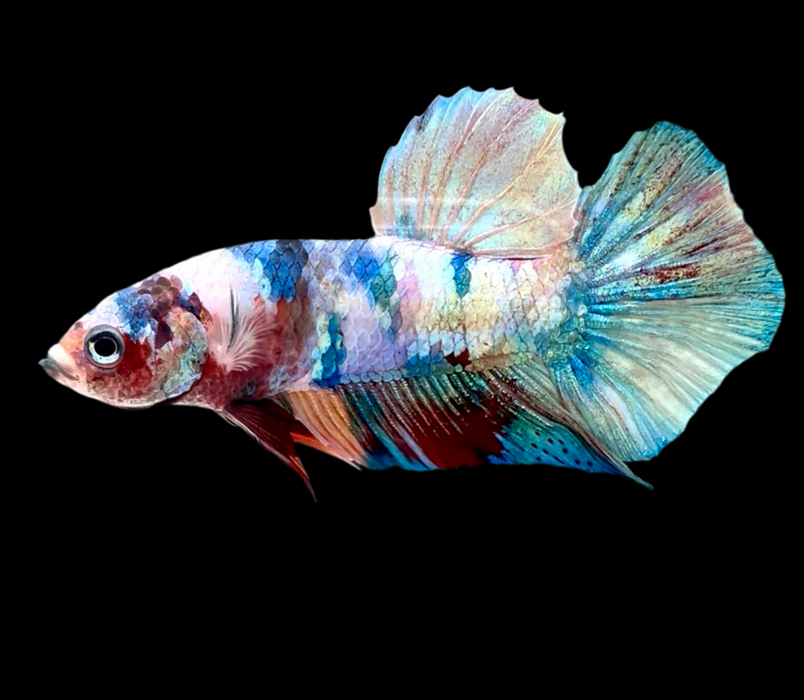 Giant Galaxy Koi Betta Fish Male GK-1727