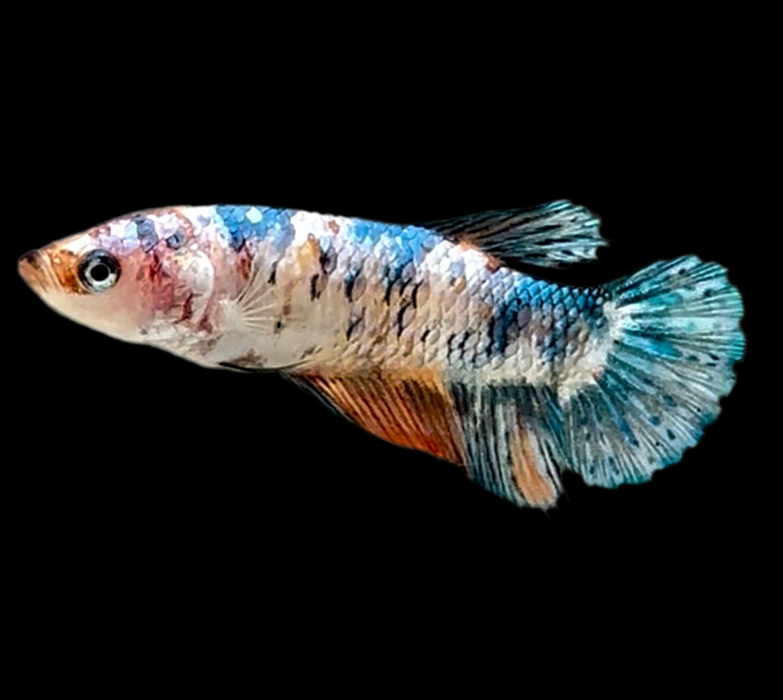 Giant Galaxy Koi Betta Fish Female GK-1741