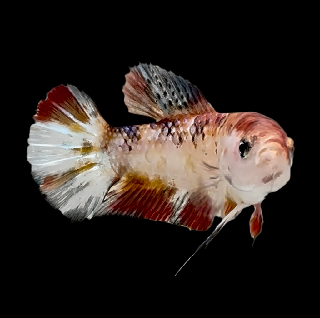 Giant Galaxy Koi Betta Fish Female GK-1736 — JV Betta