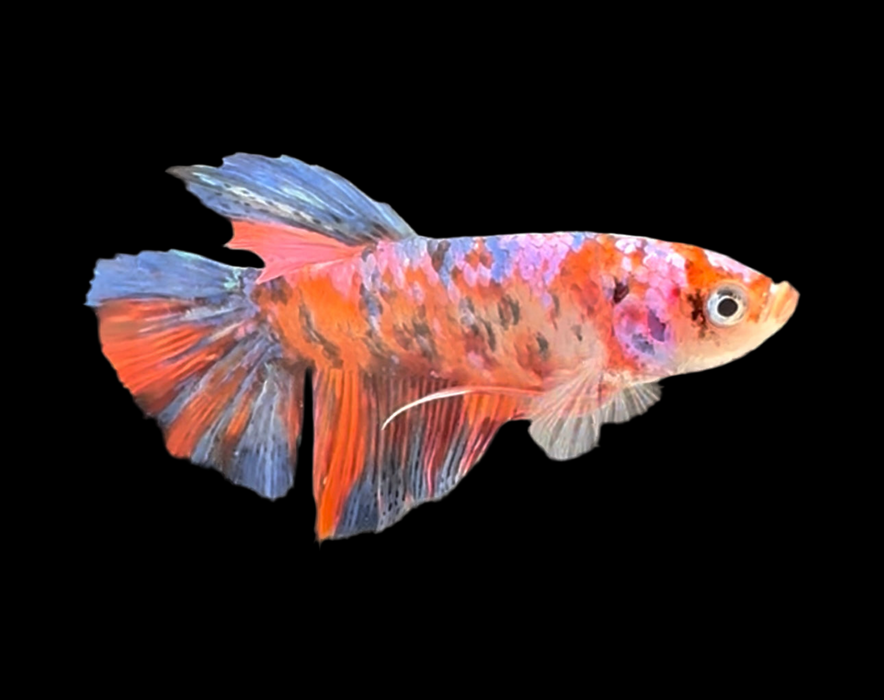 Giant Galaxy Koi Betta Fish Male GK-1712