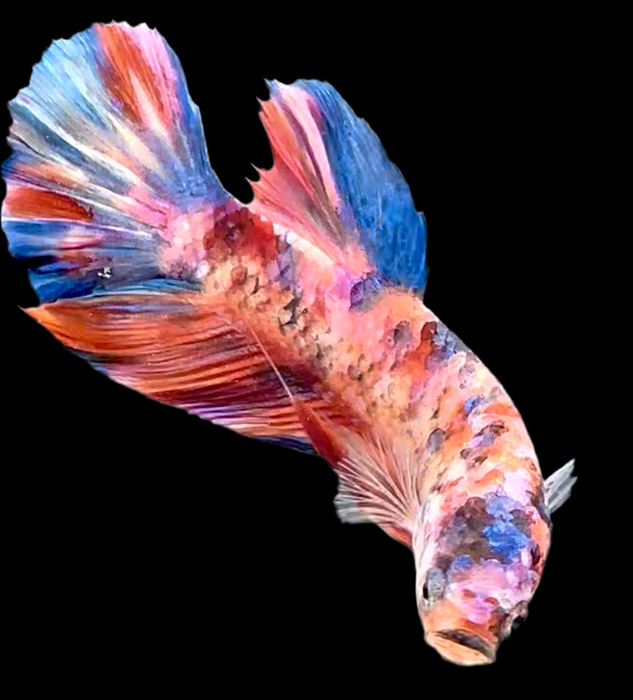 Giant Galaxy Koi Betta Fish Male GK-1726