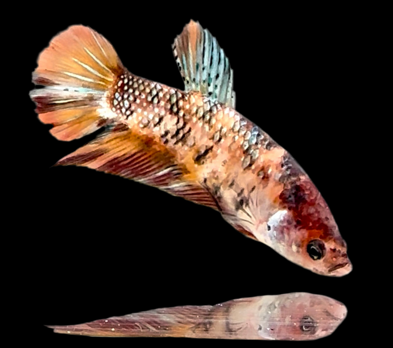 Galaxy Koi Betta Fish Male GK-1734