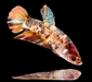 Galaxy Koi Betta Fish Male GK-1734