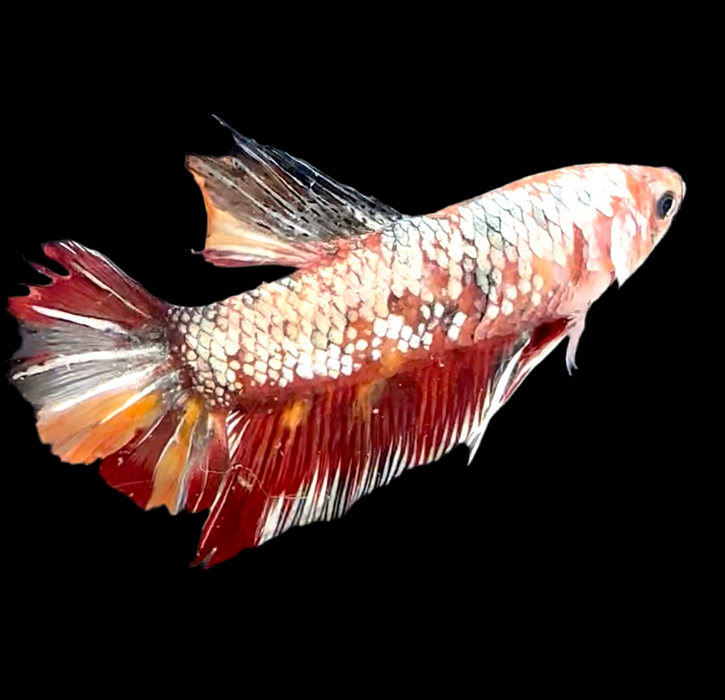 Giant Galaxy Koi Betta Fish Male GK-1724