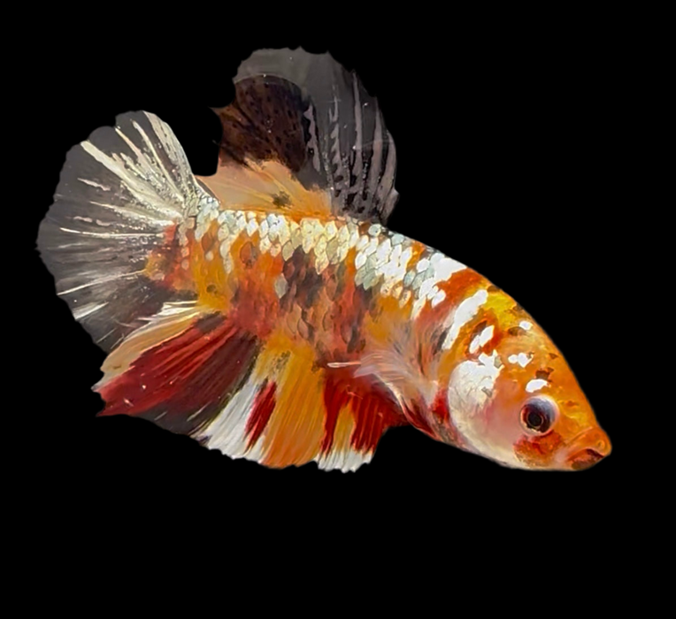 Giant Galaxy Koi Betta Male GK-1711