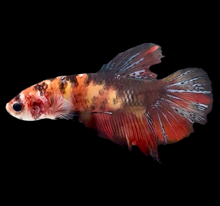 Giant Galaxy Koi Betta Fish Male GK-1729