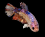 Giant Galaxy Koi Betta Fish Male GK-1731