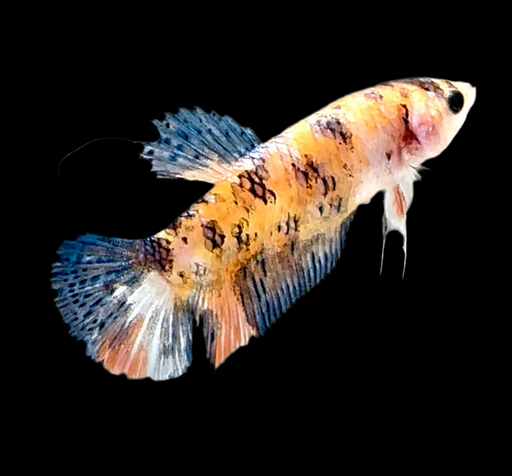 Galaxy Koi Betta Fish Male GK-1732