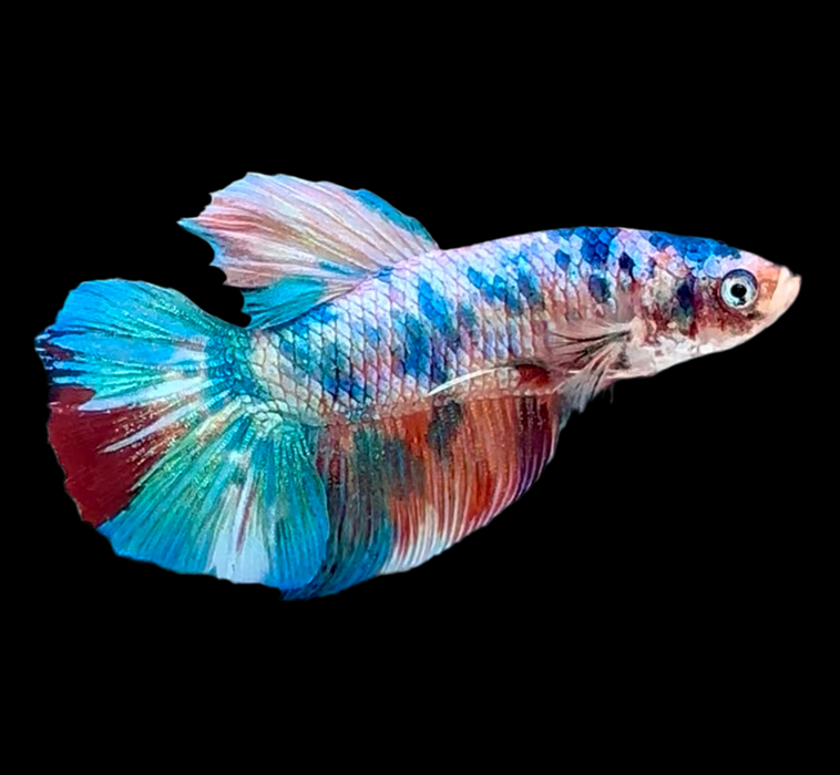 Giant Galaxy Koi Betta Fish Male GK-1725