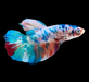 Giant Galaxy Koi Betta Fish Male GK-1725