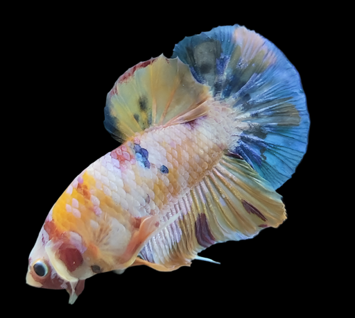 Galaxy Koi Betta Fish Male GK-1610