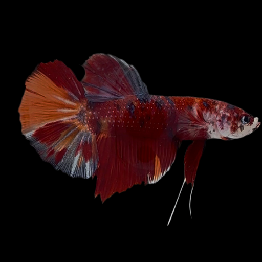 Giant Galaxy Koi Male Betta Fish GK-1705