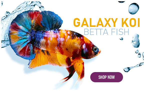 galaxy koi betta fish
